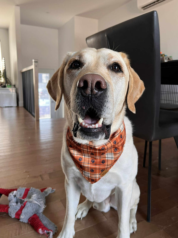 A labrador in a plaid bandana at home