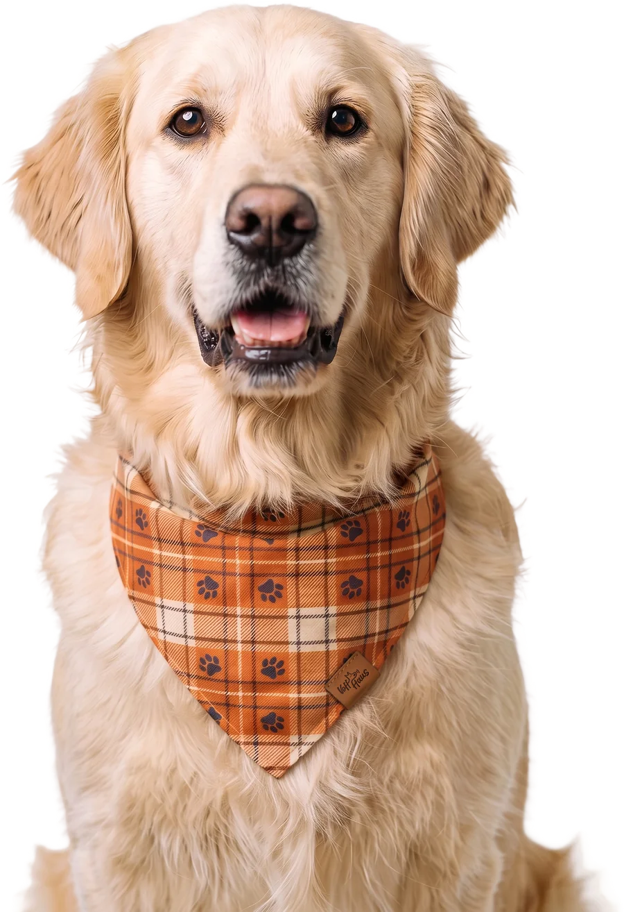 A dog in a reversible Voff Haus bandana
