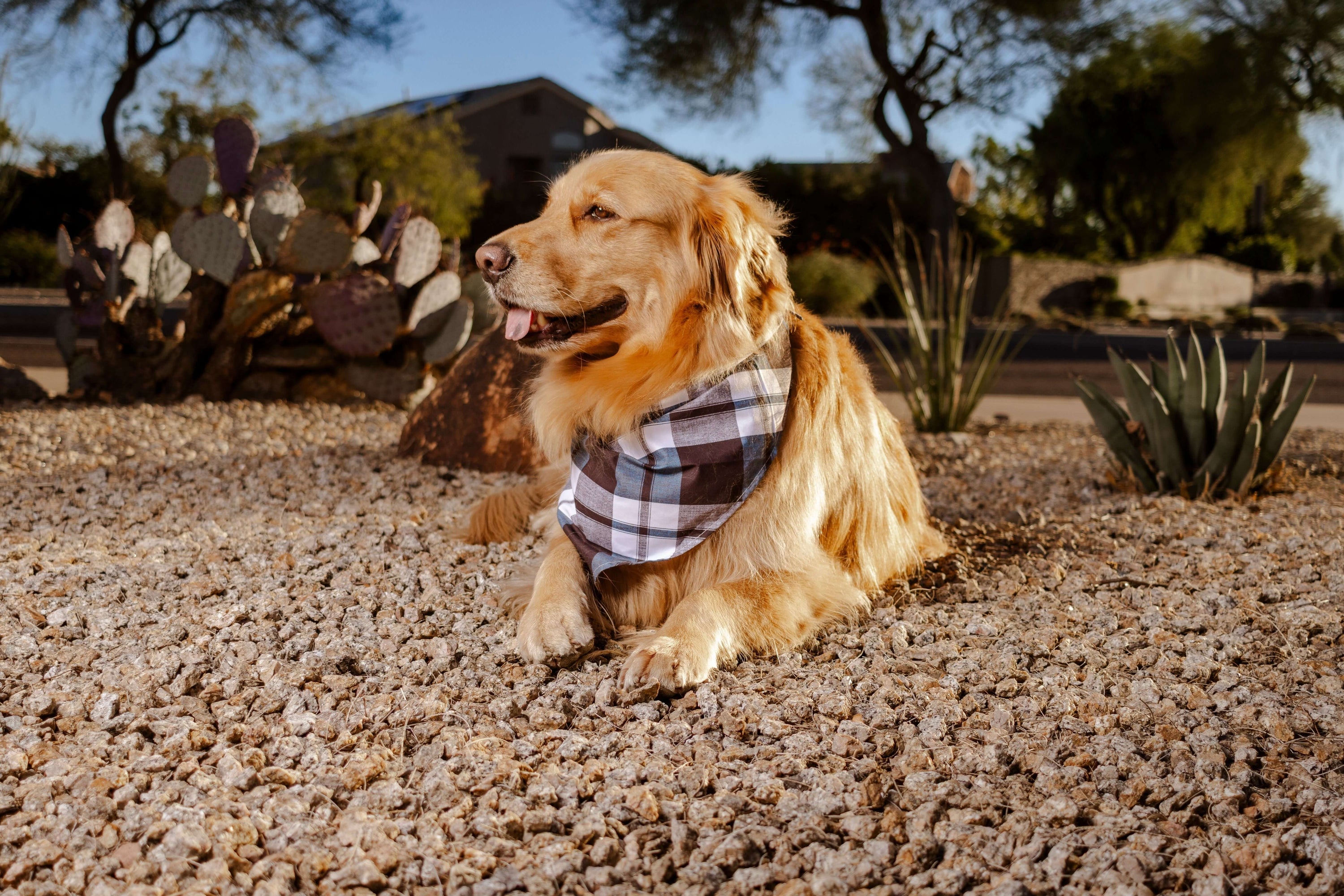 How to Style a Dog Bandana: Tips for Every Pup