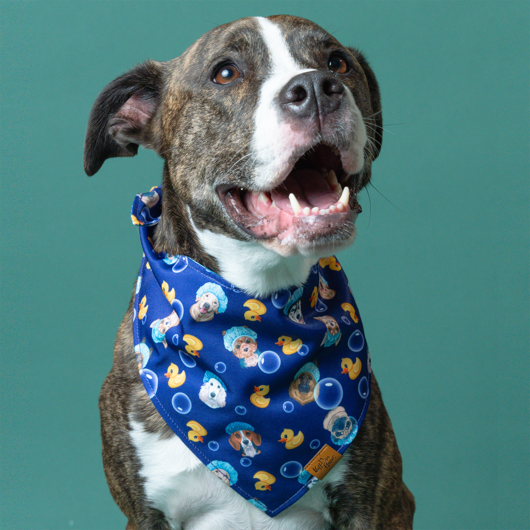 Husky showing reversible bandanas