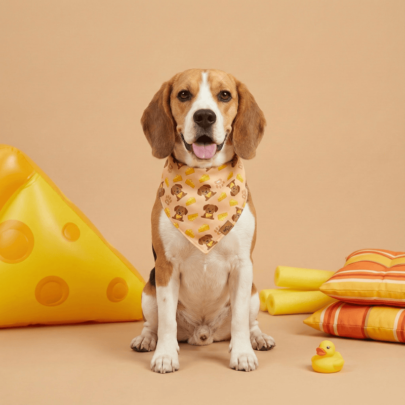 Beagle wearing The Cheese Snatcher reversible dog bandana in peach, beside oversized cheese wedge props
