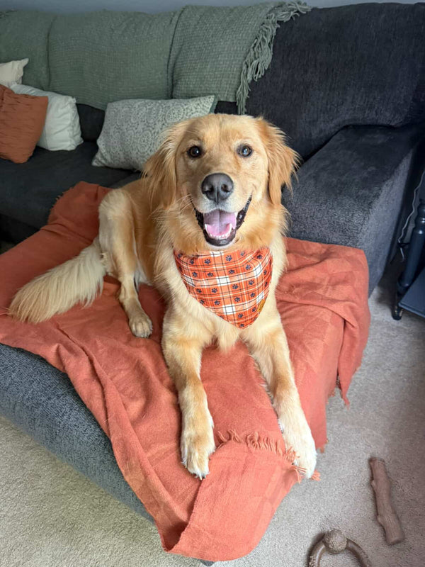 A golden retriever in an orange bandana on a blanket