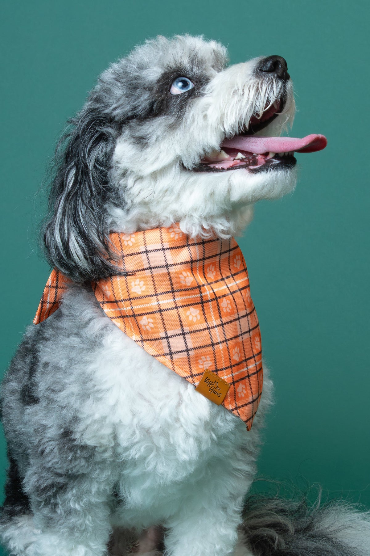 Dog wearing an orange plaid bandana against a teal background
