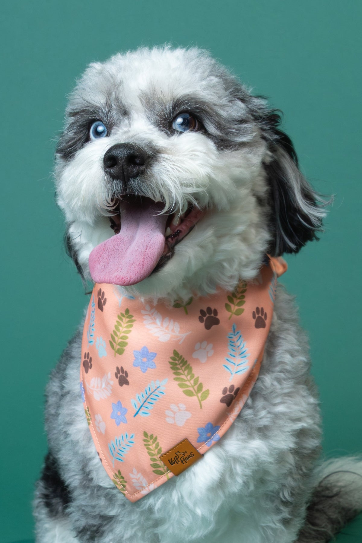 Dog wearing a floral bandana on a teal background