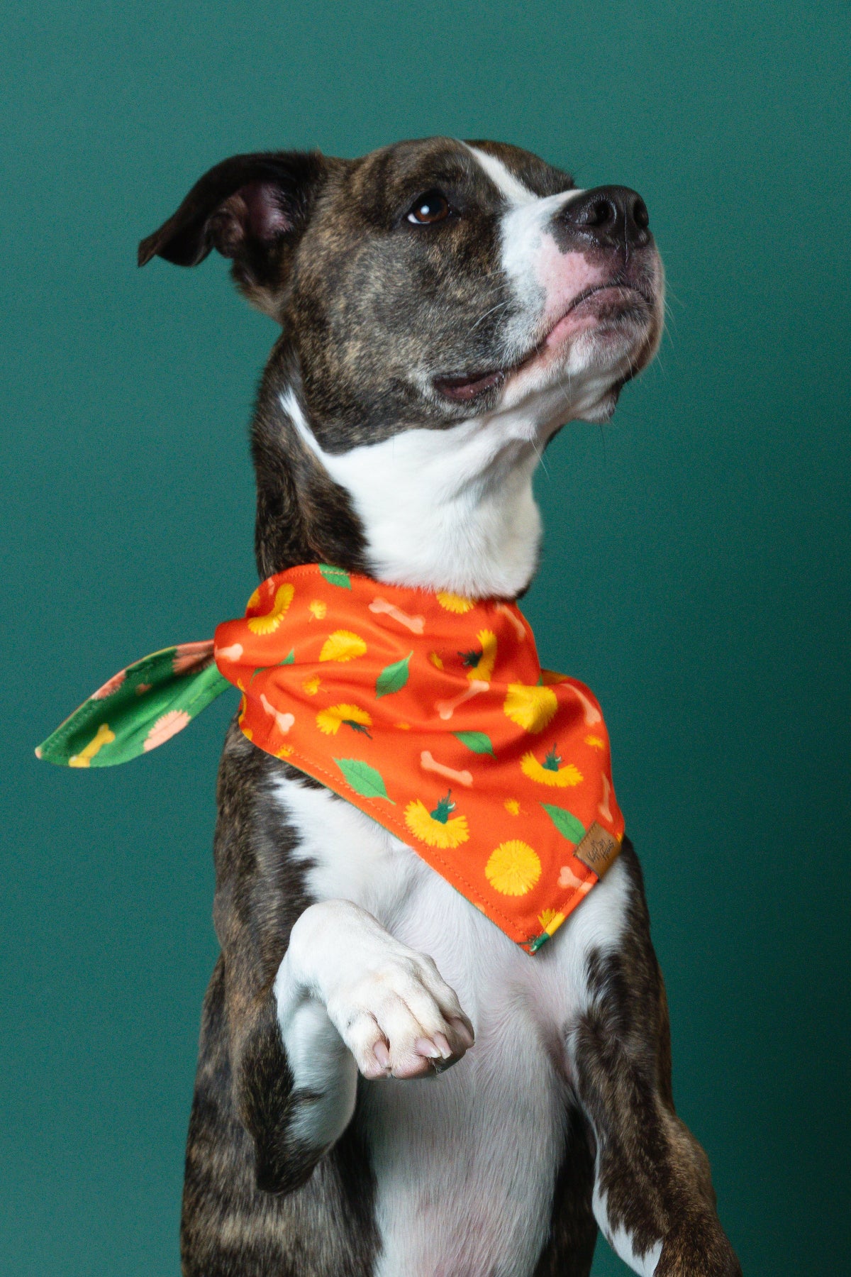 Dog wearing an orange bandana with a pattern on a green background