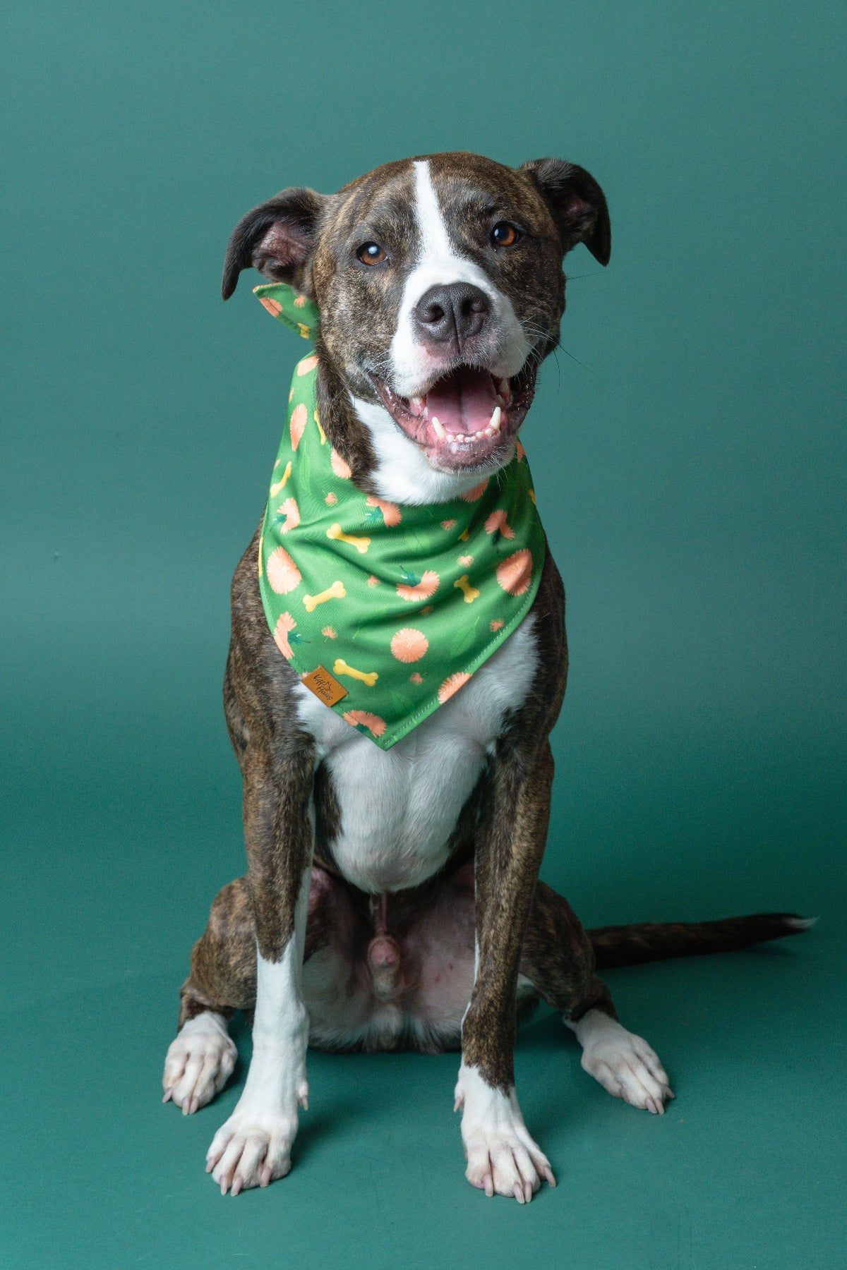 Dog wearing a green bandana with bone pattern on a teal background