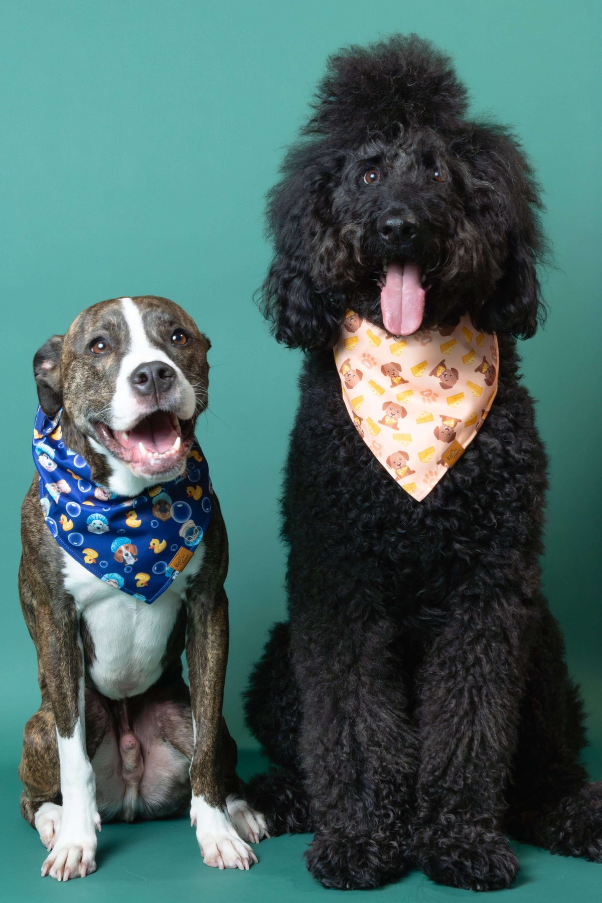 Two dogs sitting side by side on a teal background, wearing bandanas.
