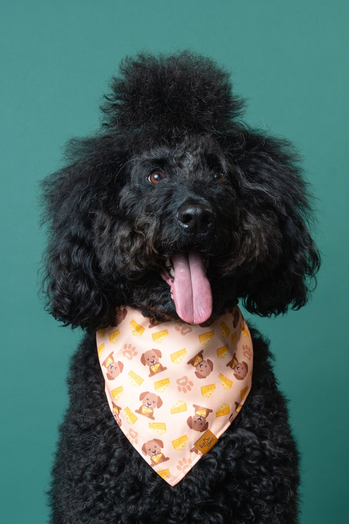 Black dog wearing a patterned bandana against a green background