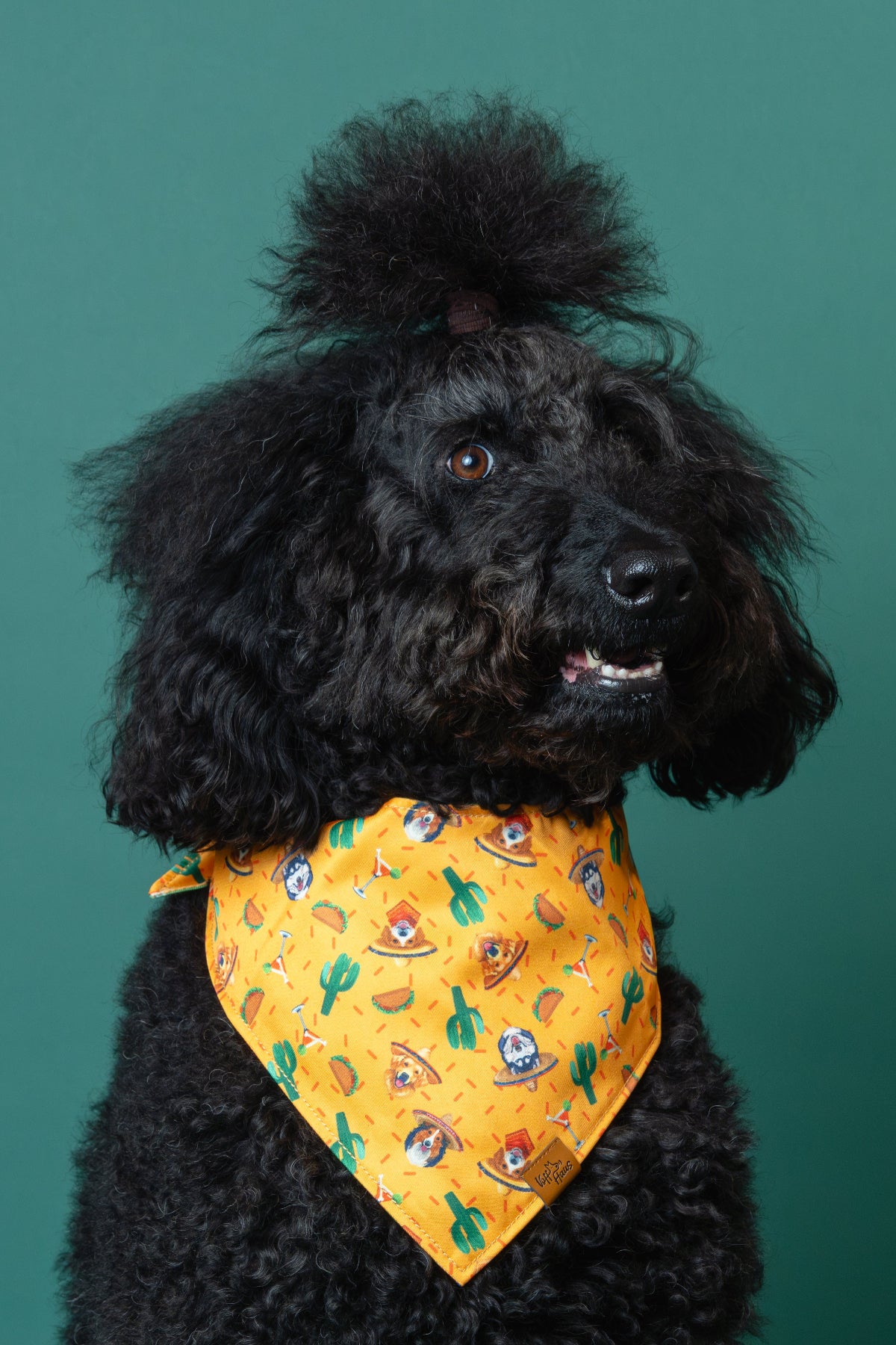 Black dog wearing a yellow bandana with a pattern on a green background