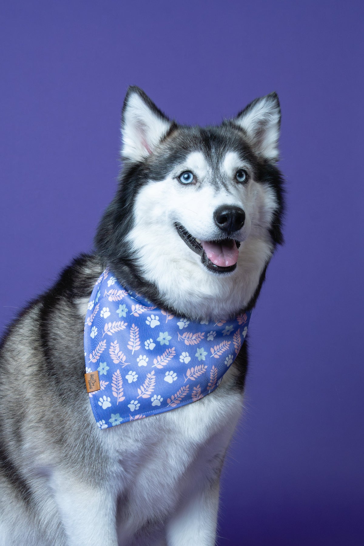 Dog wearing a blue bandana with floral pattern against a purple background