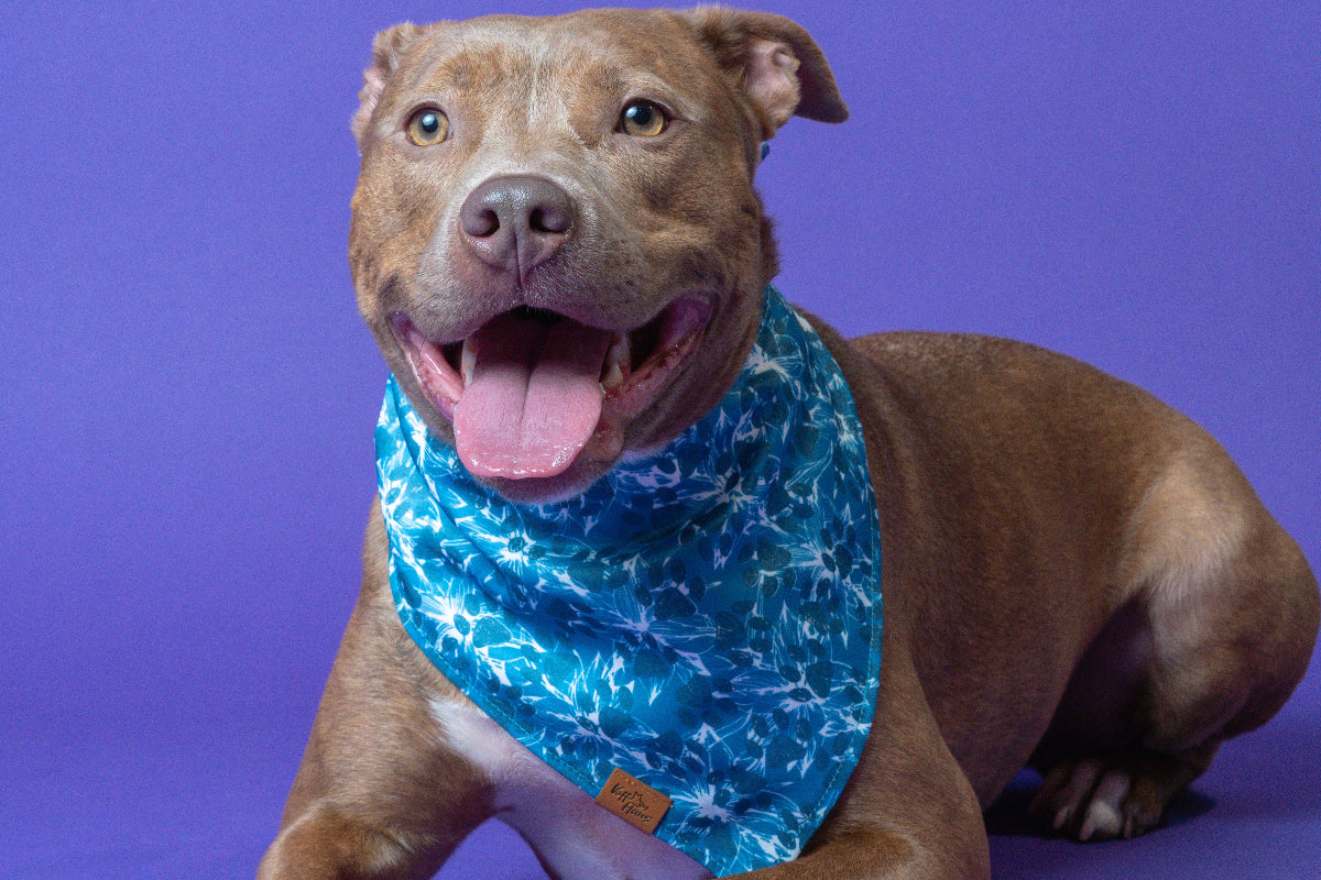 Tan dog lying down on a purple backdrop wearing a blue floral Voff Haus reversible dog bandana