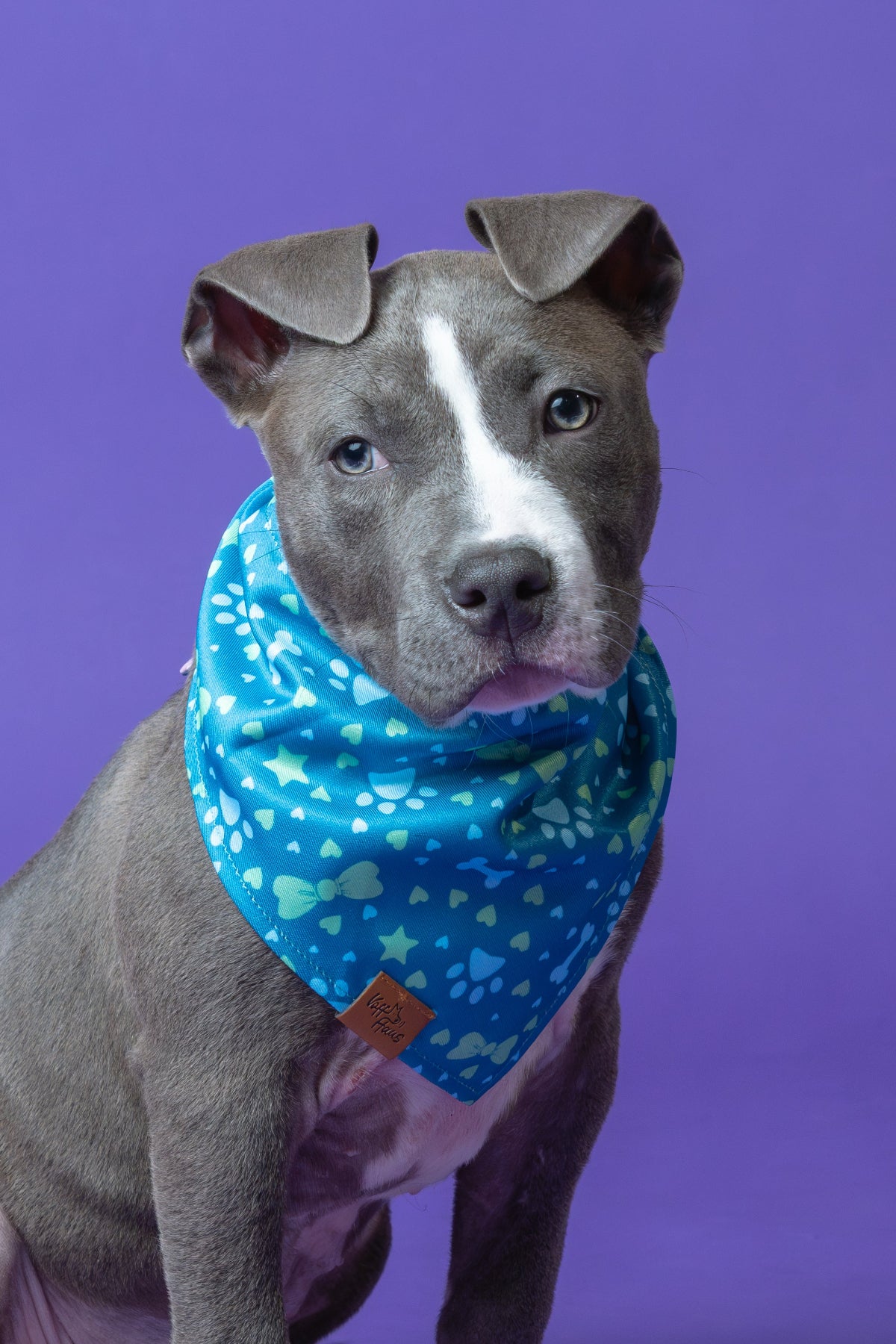 Dog wearing a blue bandana with a purple background
