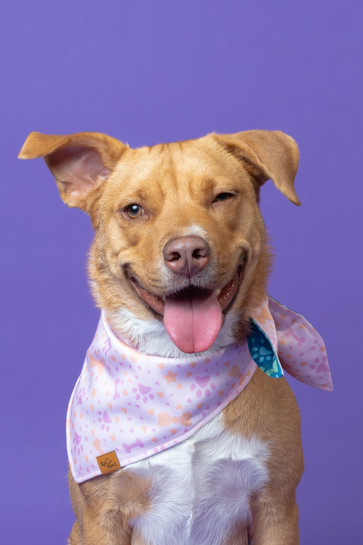 Dog wearing a colorful bandana on a purple background