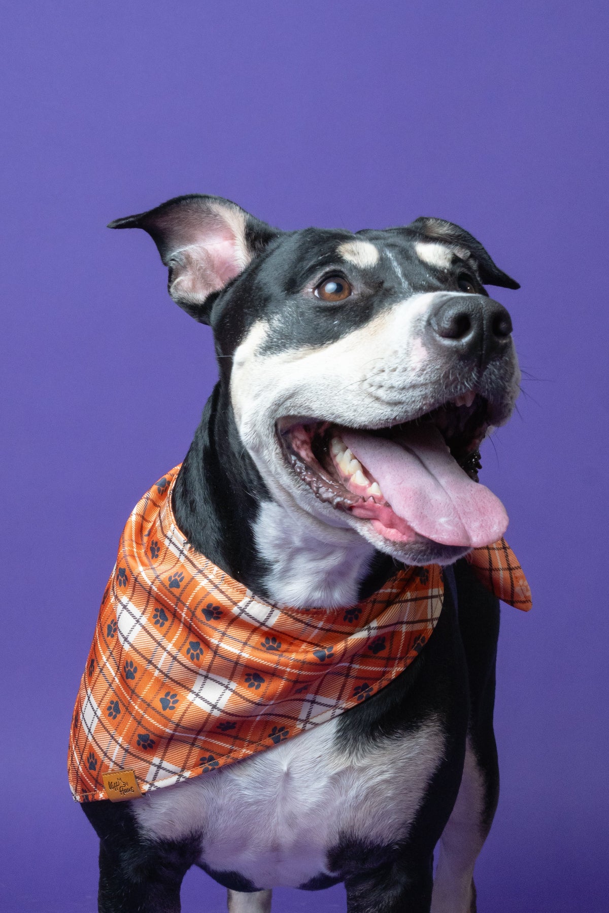 Dog wearing a plaid bandana on a purple background