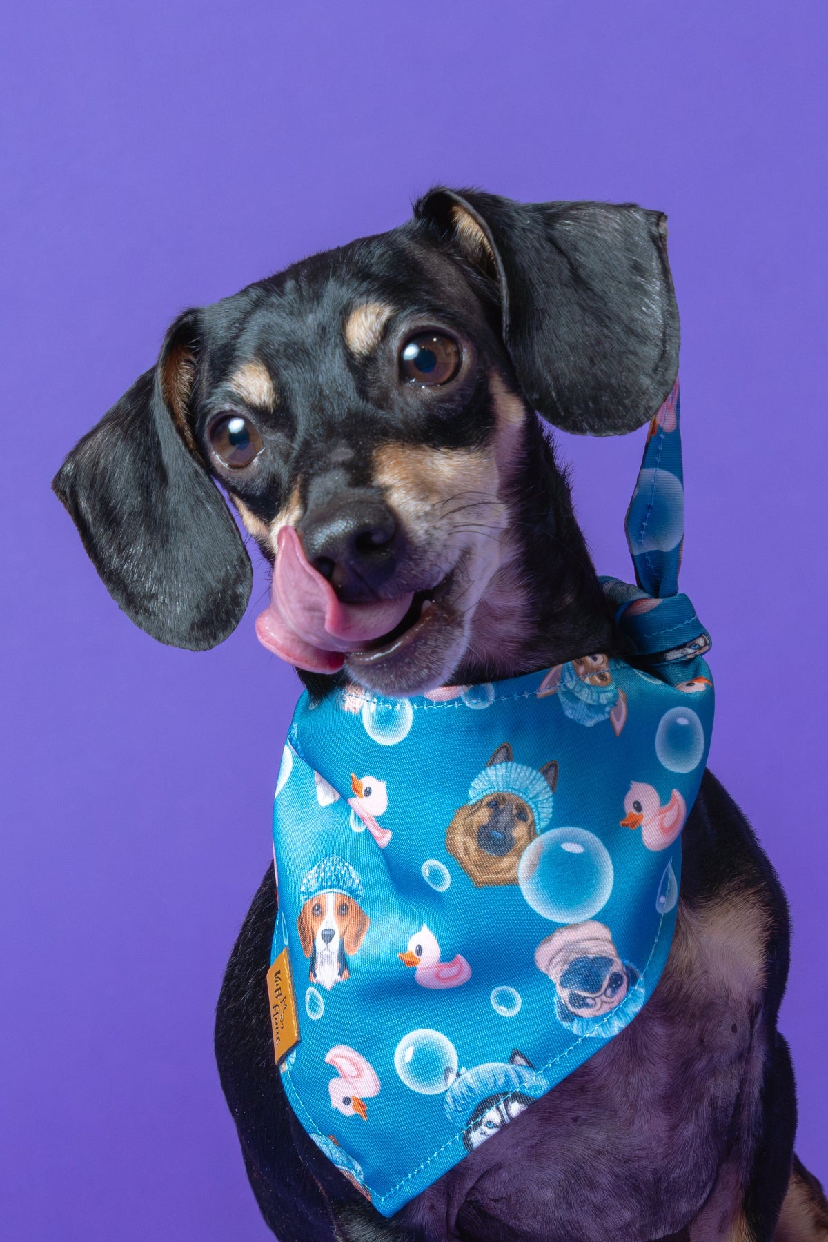 Dog wearing a blue bandana with cartoon designs on a purple background