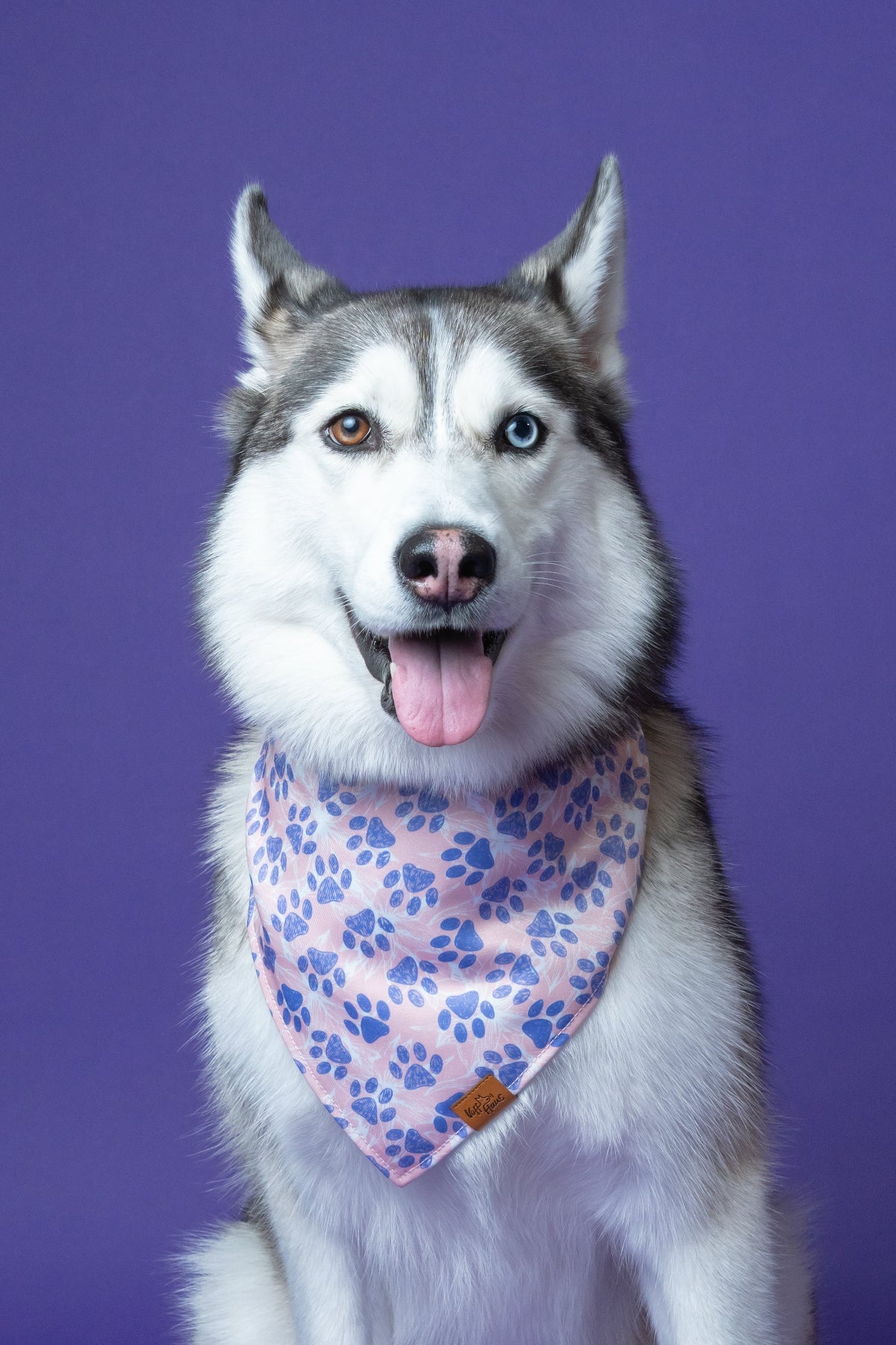Dog wearing a bandana with paw prints on a purple background