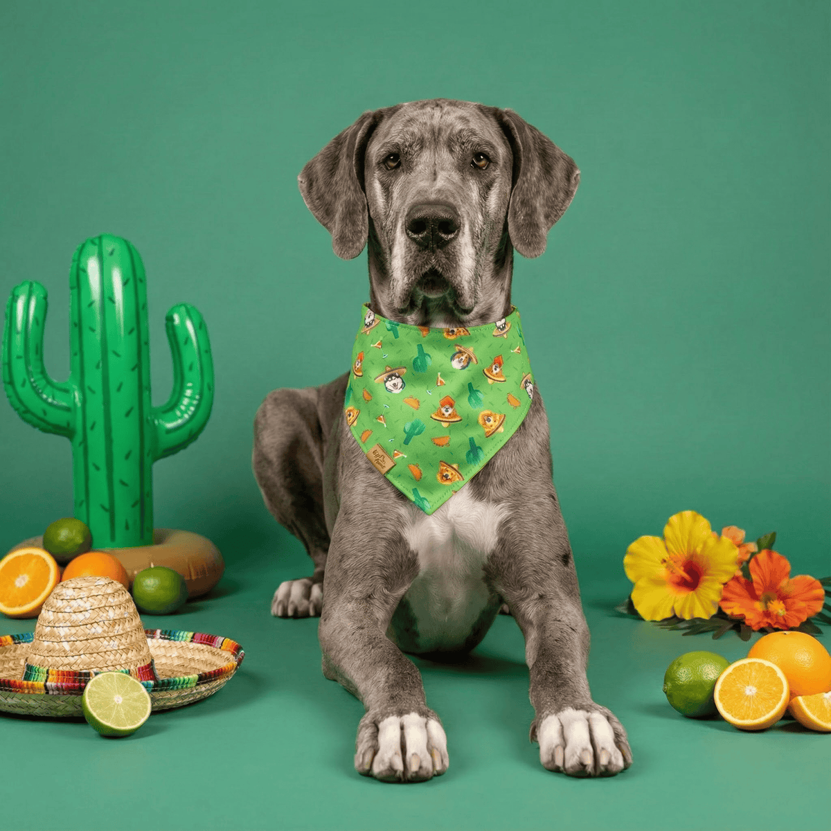 Great Dane wearing the Fiesta Fur-Ever reversible dog bandana in cactus green, surrounded by cactus props