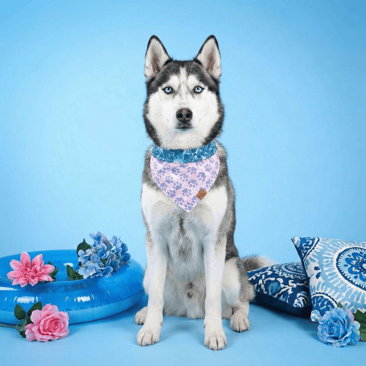 Siberian Husky wearing the Floral Paws reversible dog bandana in dusty pink florals on a blue backdrop