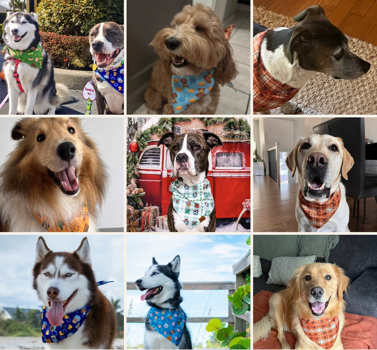 Dogs from the Voff Haus community photographed at home and outdoors, each wearing a reversible dog bandana