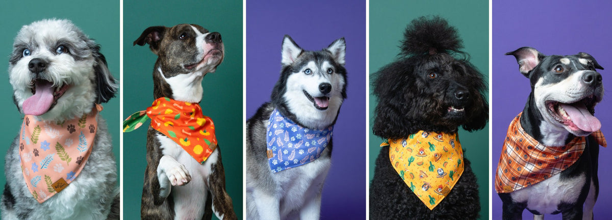 Five dogs of different breeds side by side, each wearing a Voff Haus reversible dog bandana