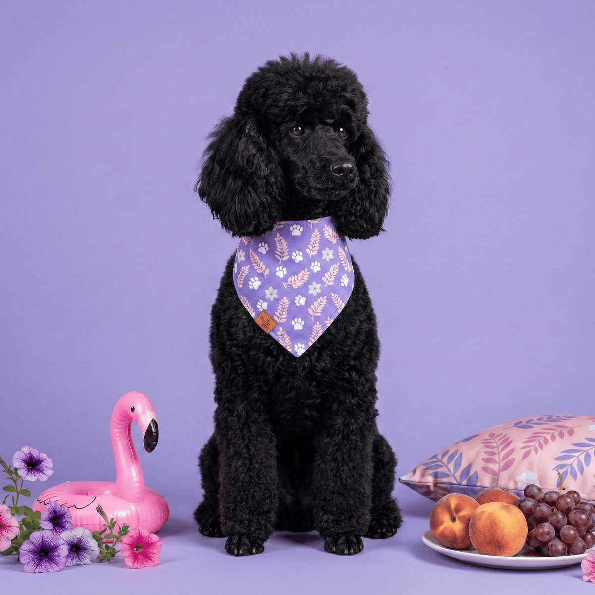 Black Poodle wearing the Paw Blossoms reversible dog bandana in lavender on a purple backdrop