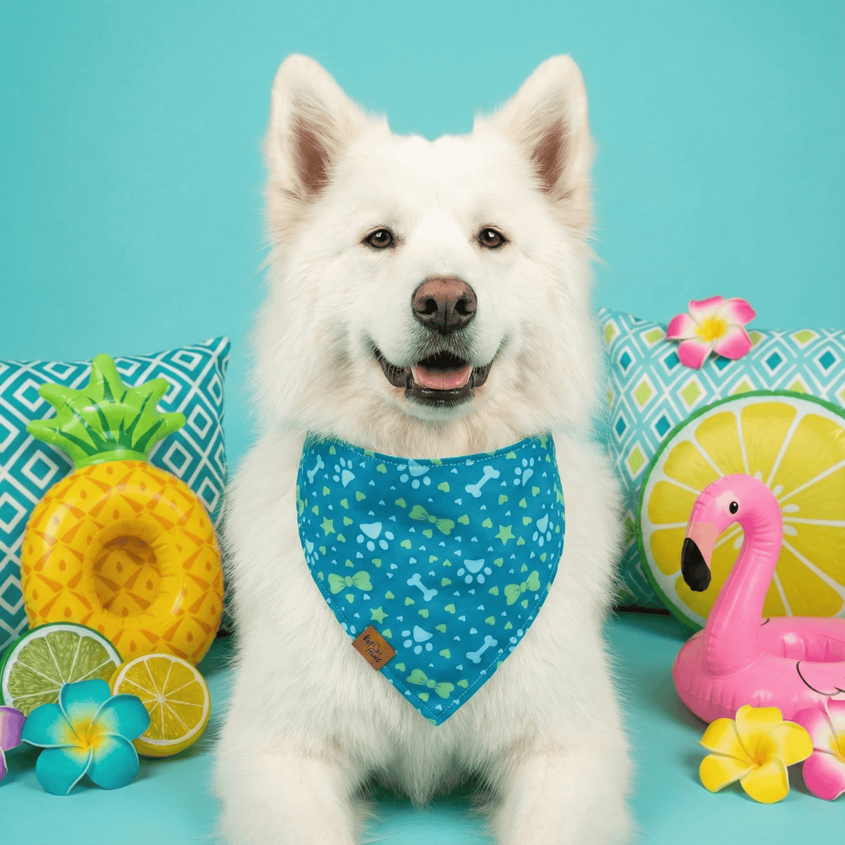 White Swiss Shepherd wearing the Pawprints & Love reversible dog bandana in teal, beside tropical pool floats