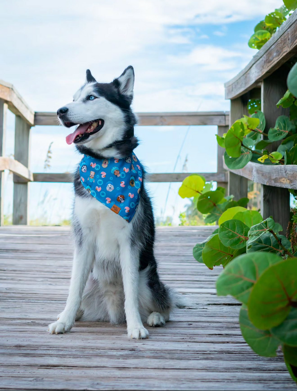 A siberian husky in a blue patterned bandana on a boardwalk by the water