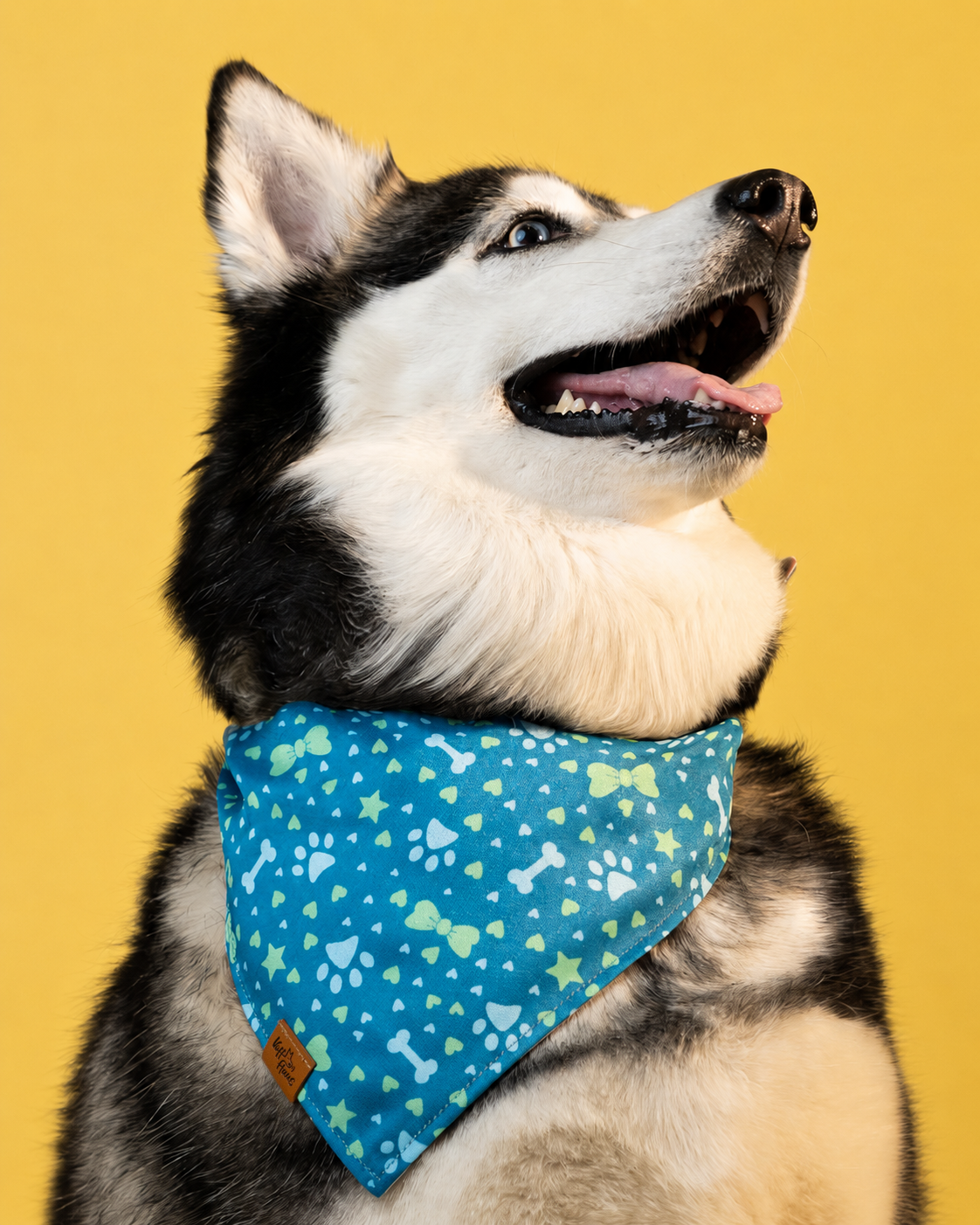 Husky wearing a Voff Haus reversible dog bandana in teal with paw prints, bones and bows