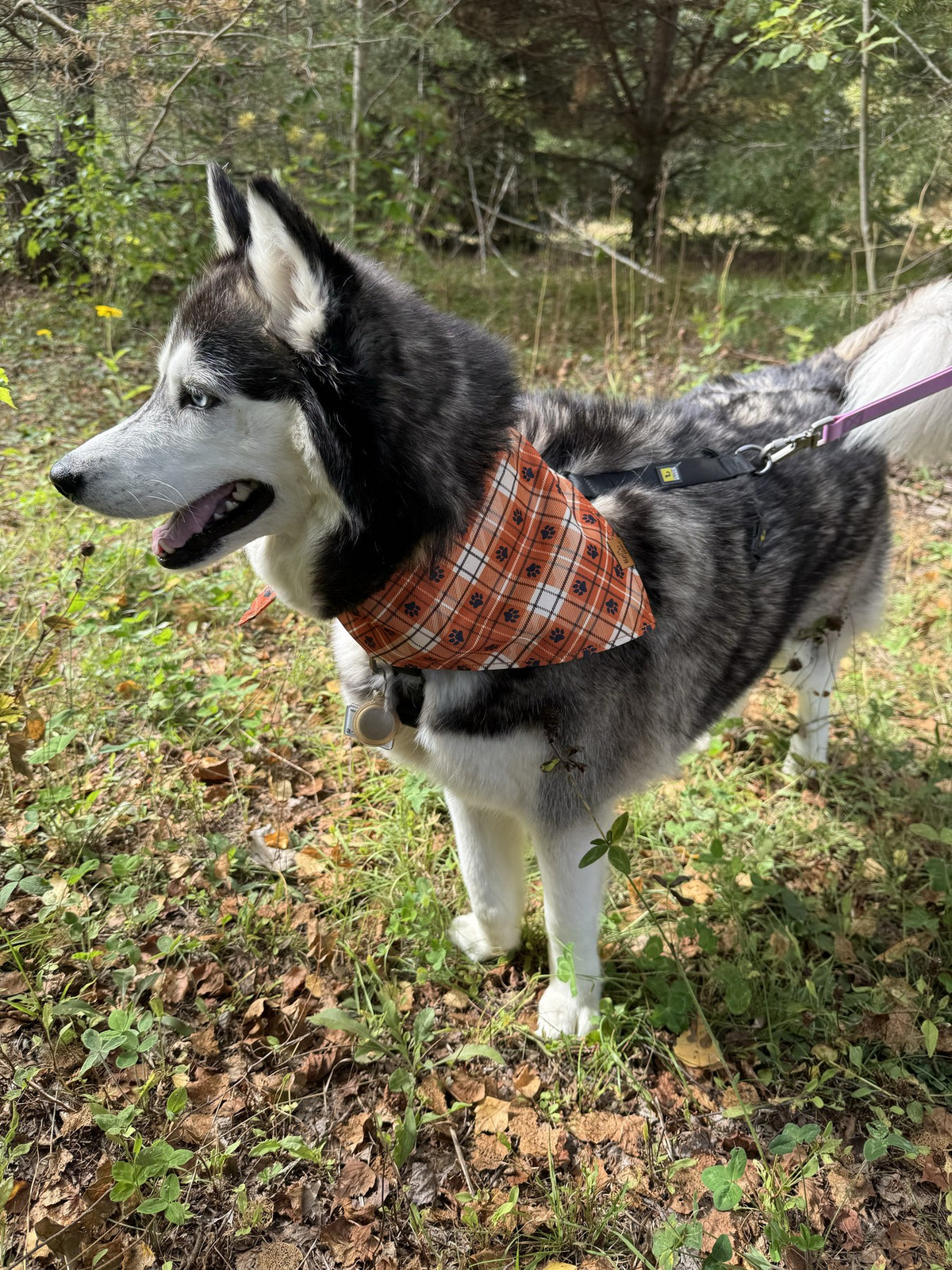 Husky standing on a woodland trail wearing an orange plaid Voff Haus reversible dog bandana