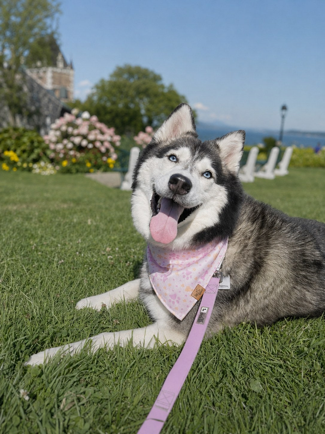 Husky lying on the grass in a park wearing a pink floral Voff Haus reversible dog bandana
