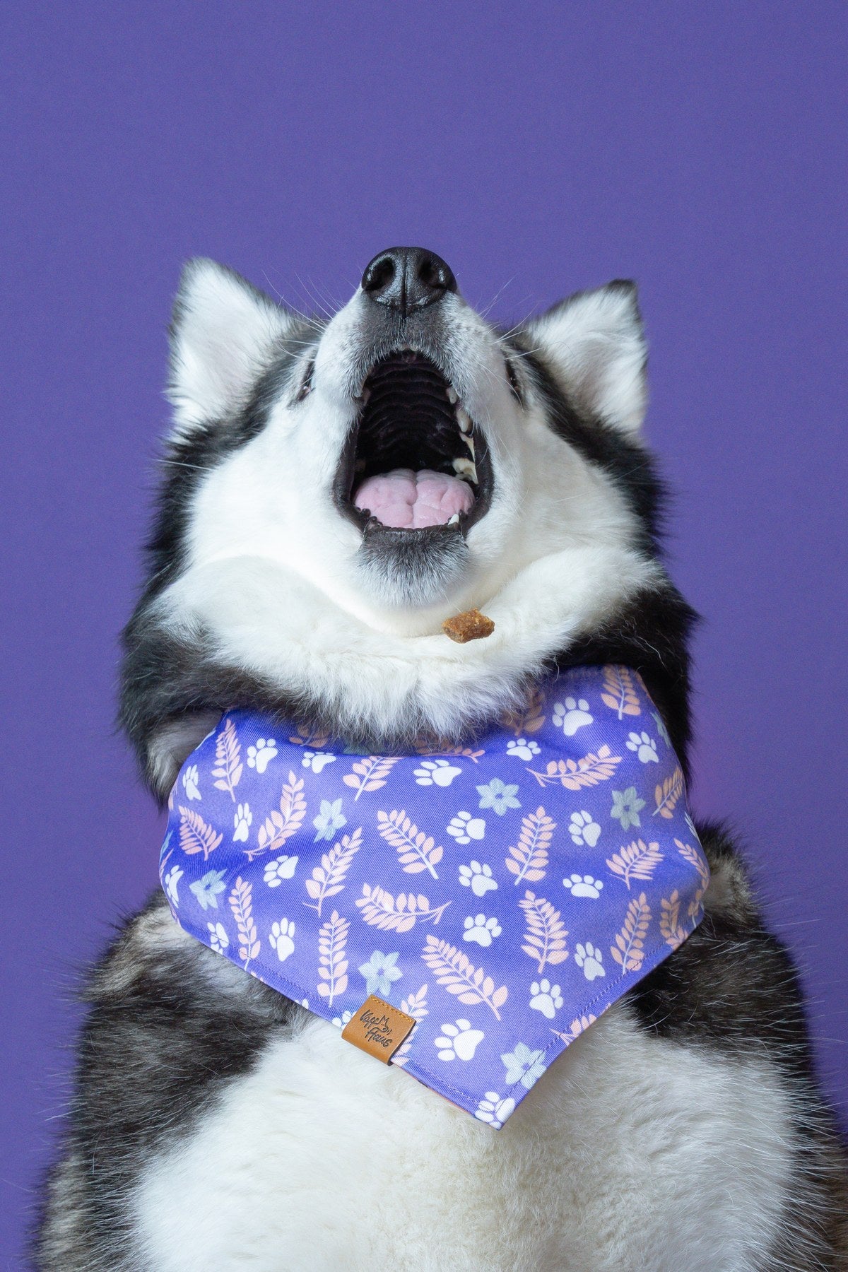 Husky catching a treat wearing a purple fern and paw print Voff Haus reversible dog bandana