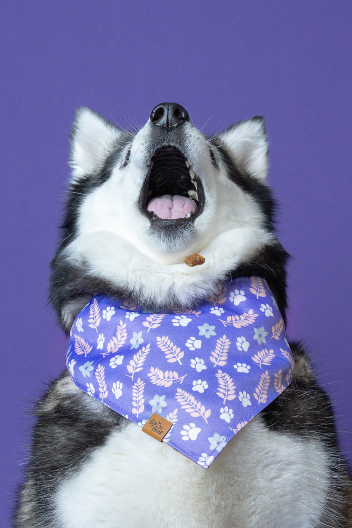 Husky catching a treat while wearing a Voff Haus bandana