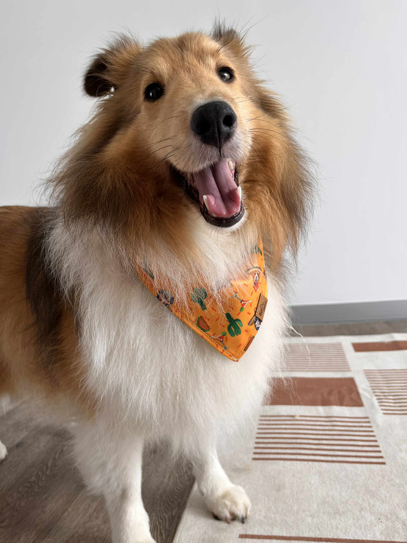 Collie wearing an orange patterned Voff Haus dog bandana