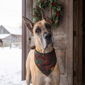 Great Dane in a snowy doorway wearing the Bark The Halls bandana, Cranberry Plaid side