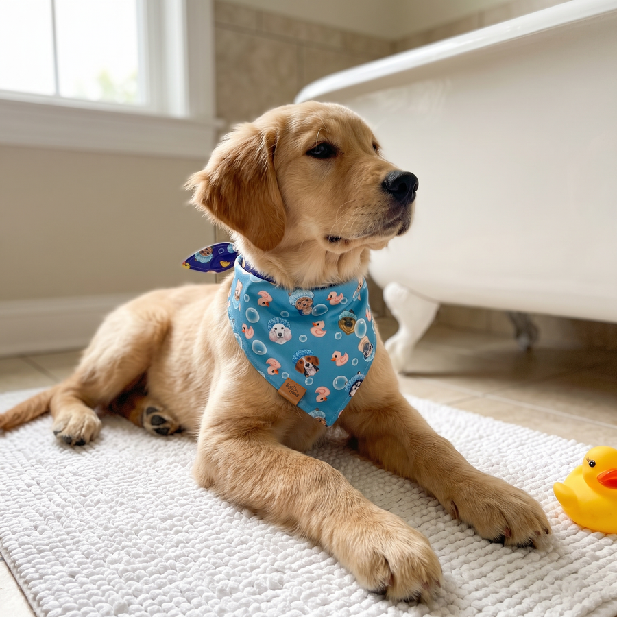 A dog wearing the Bubble Blue side