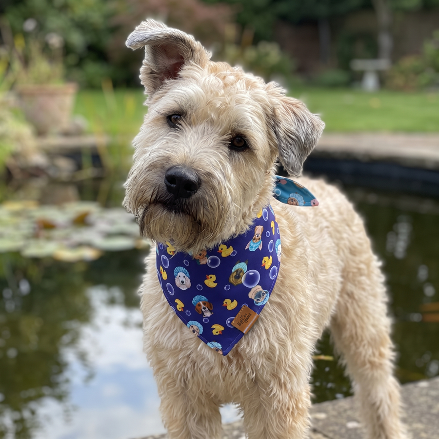 A dog wearing the Midnight Blue side