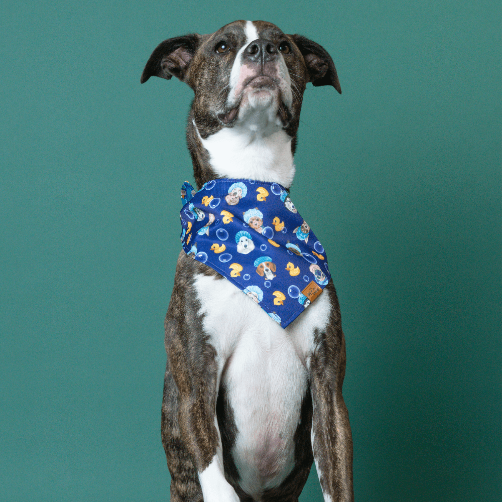 Dog wearing a blue bandana with cartoon characters on a green background