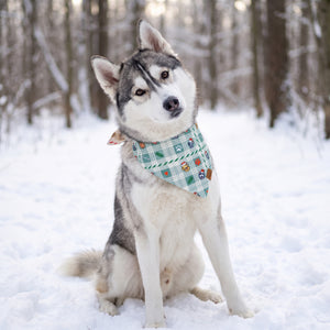 A husky in snowy woods wearing the Mint Candy side of the Candy Cane Tails bandana