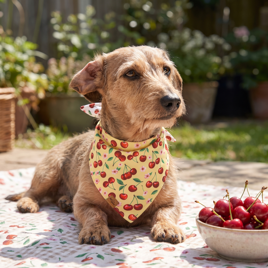 A dog wearing the Butter Cherry side