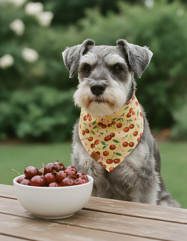 Cherry Pop Reversible Dog Bandana