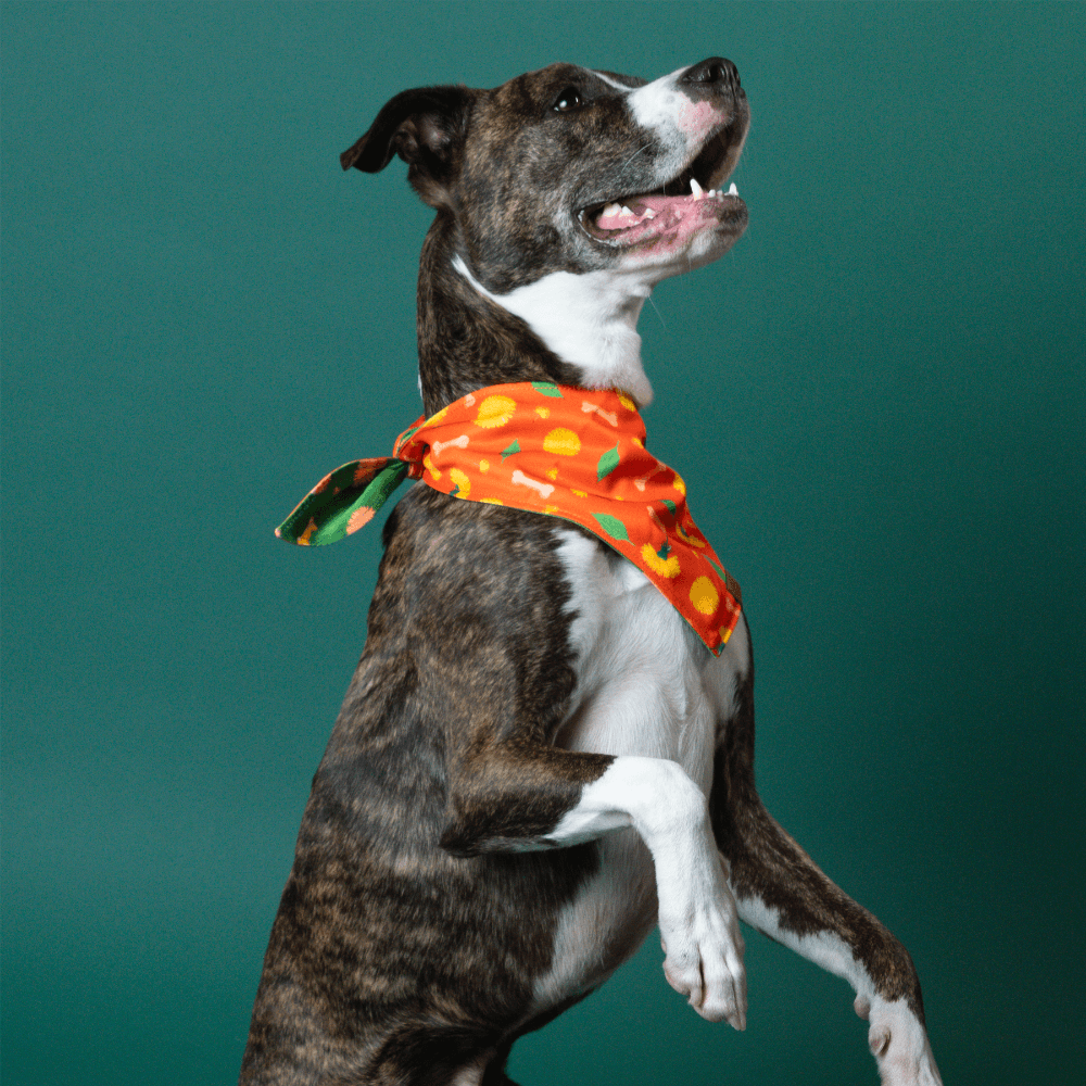 Dog wearing an orange bandana with a green background