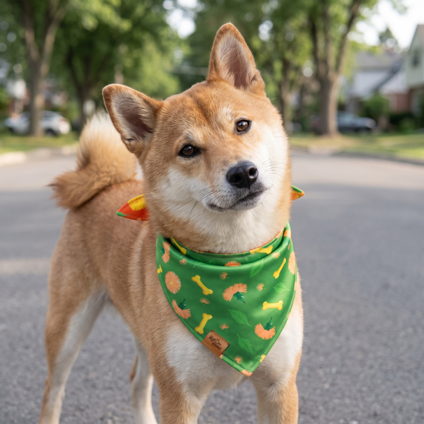 A dog wearing the Apple Green side of the Dreamy Walk bandana