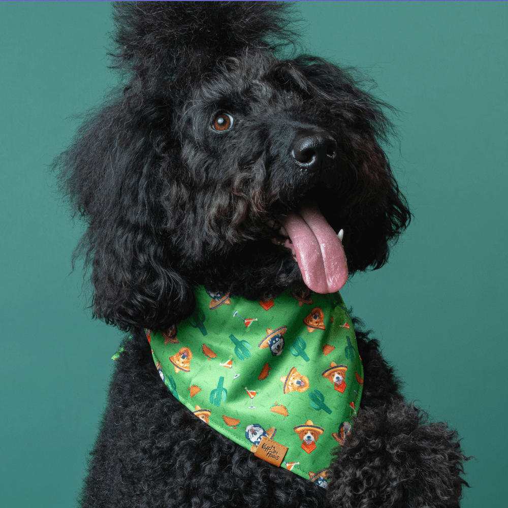 Black dog wearing a green bandana with a pattern on a teal background