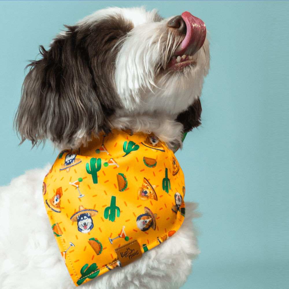 Dog wearing a colorful bandana with a pattern on a light blue background