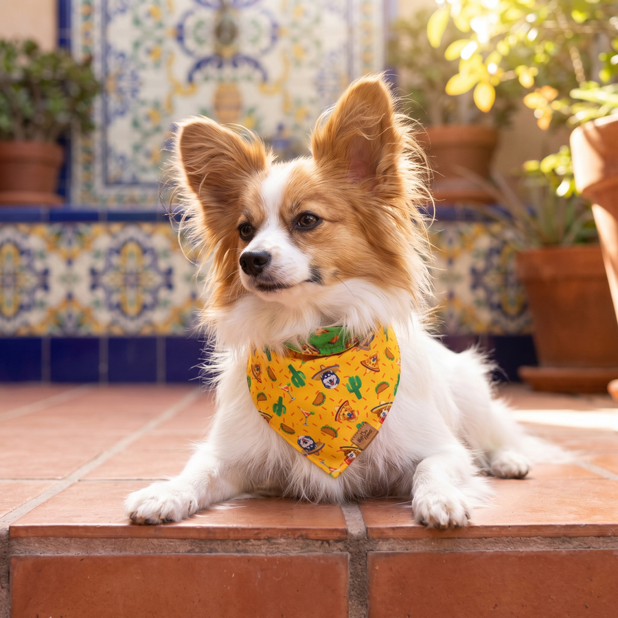 A dog wearing the Marigold side