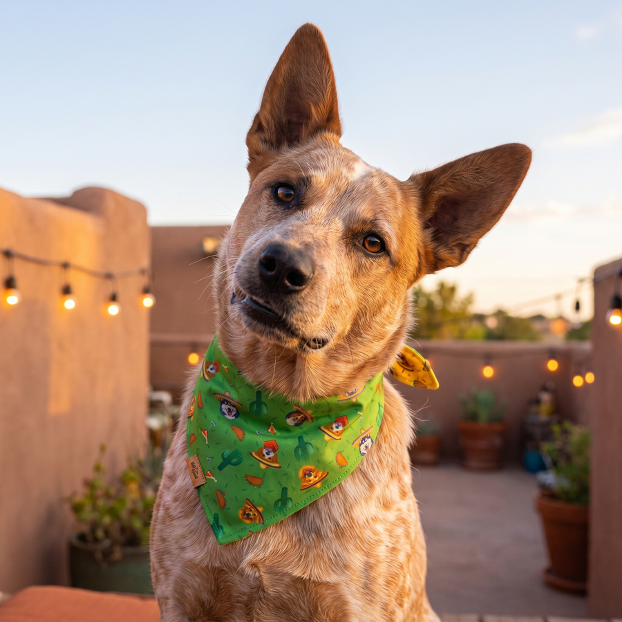 A dog wearing the Cactus Green side
