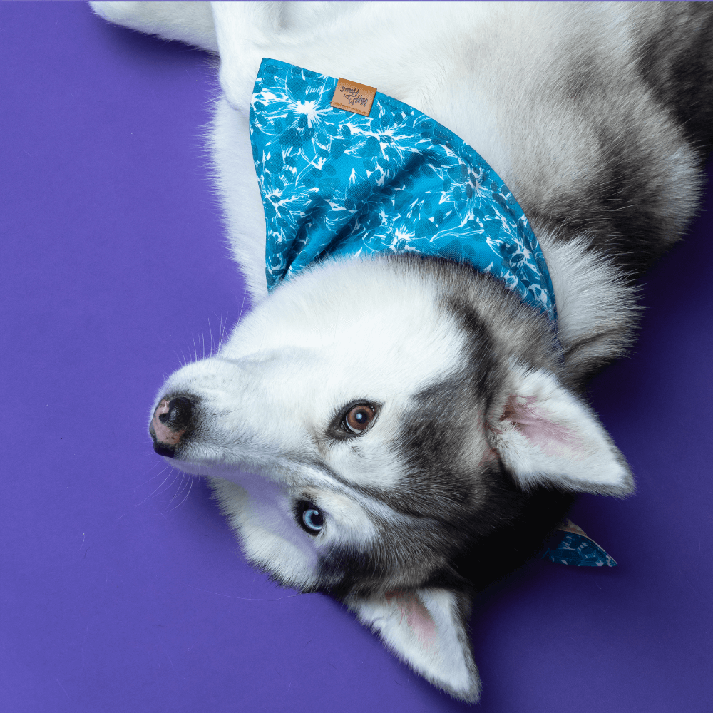 Dog wearing a blue bandana on a purple background