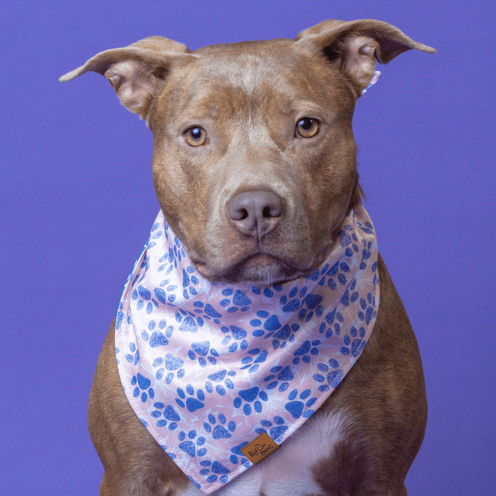 Dog wearing a pink bandana with blue paw prints on a purple background