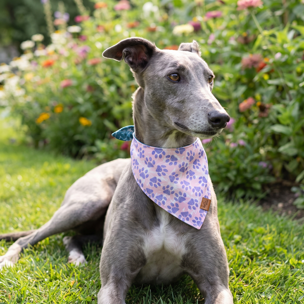 A dog wearing the Lilac Paws side of the Floral Paws bandana