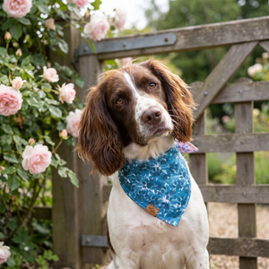A dog wearing the Teal Bloom side of the Floral Paws bandana